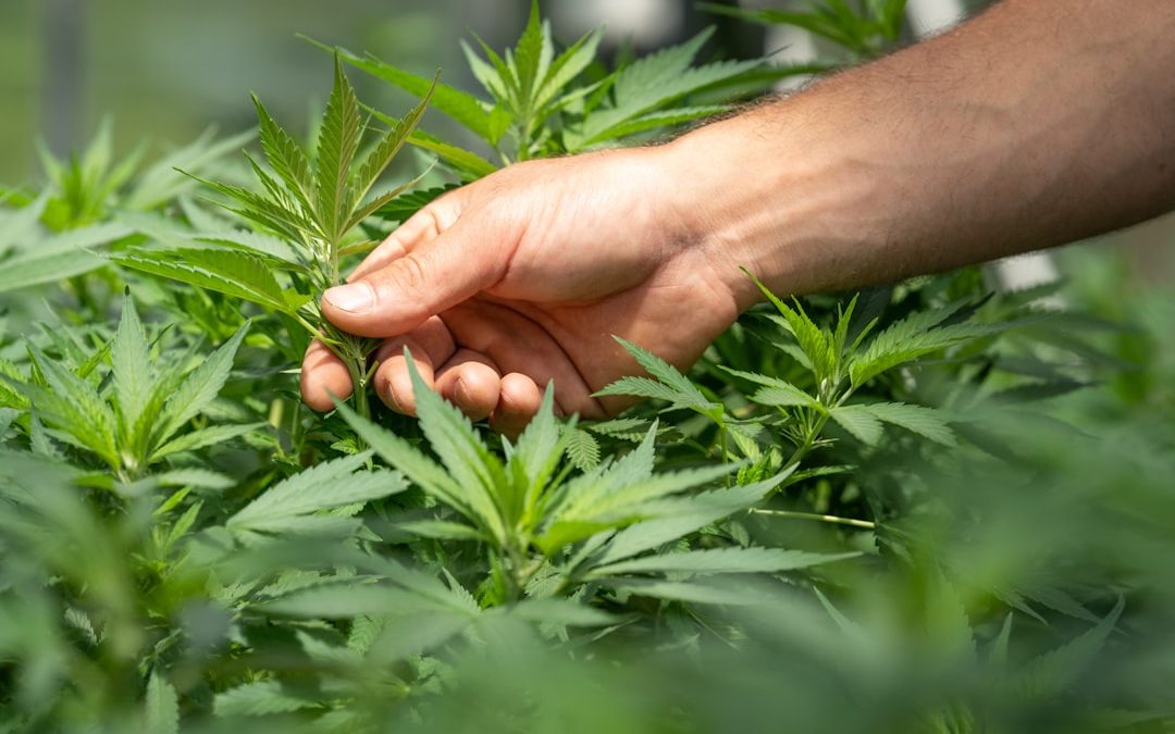 Hand inspecting cannabis plant leaves