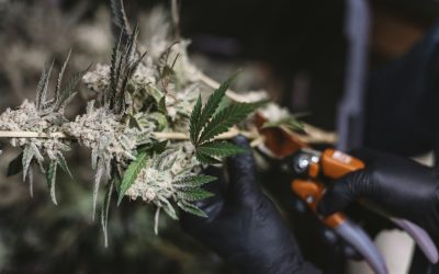 Cannabis Decontamination Capacity Planning for Peak