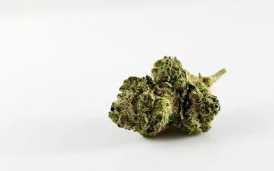 Terpene Reintroduction SOP for Infused Flower QA