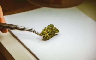 Aspergillus flavus in Cannabis: Why Batches Fail (and How to Stop Getting Surprised)