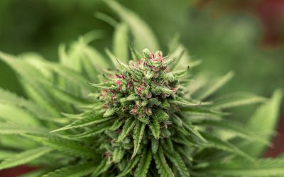 Aspergillus fumigatus in Cannabis: Why It’s Targeted