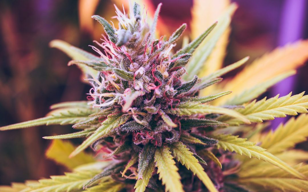 Colorful cannabis flower with trichomes