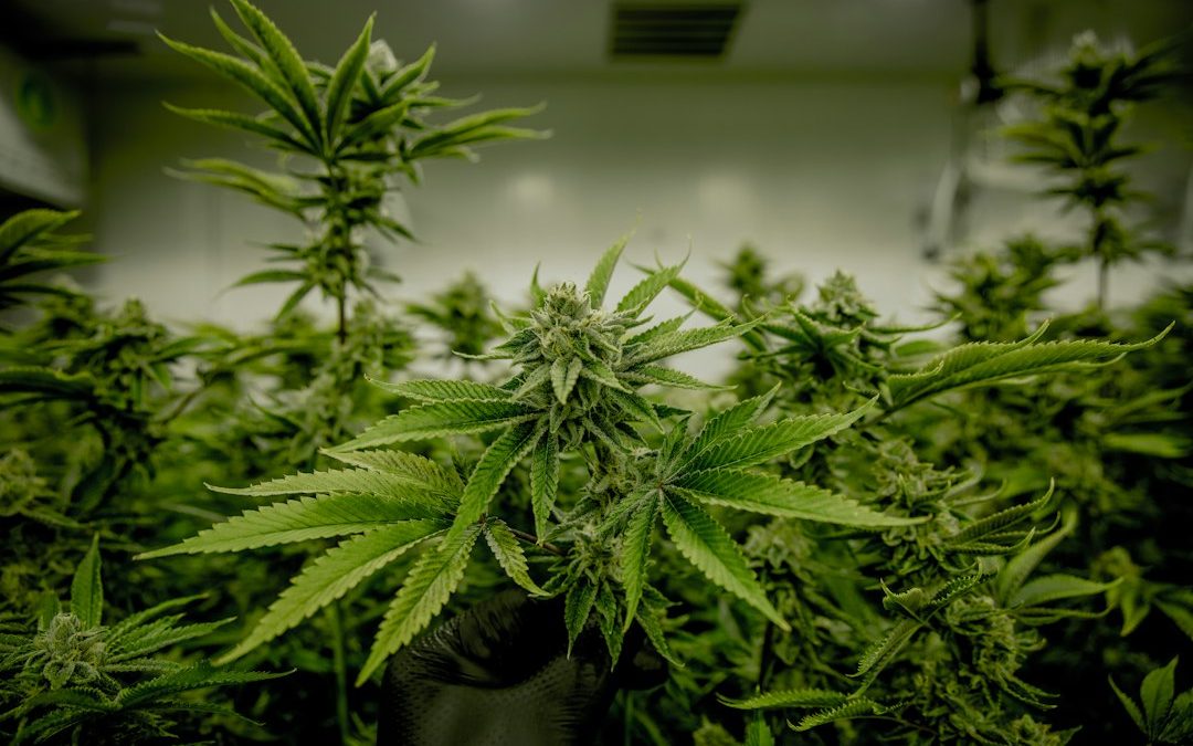 Close view of cannabis plants indoors