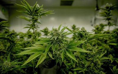 BTGN Cannabis Testing: Bile-Tolerant Gram-Negative (What It Really Means, Why You Fail, and How to Fix It)