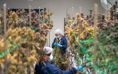 Failed cannabis batch waste: a sustainability lever