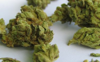 Penicillium Cannabis: Sources and How to Keep Counts Down