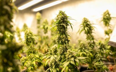 Salmonella Cannabis: How STEC Contamination Happens