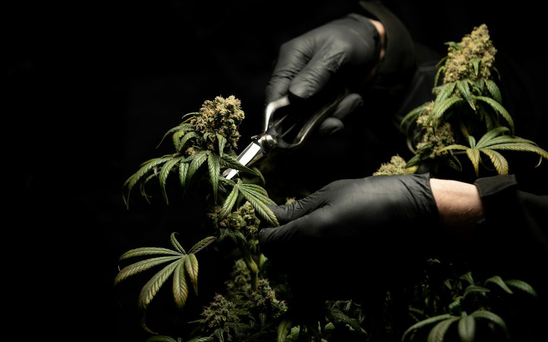 Hands in gloves trimming cannabis plant